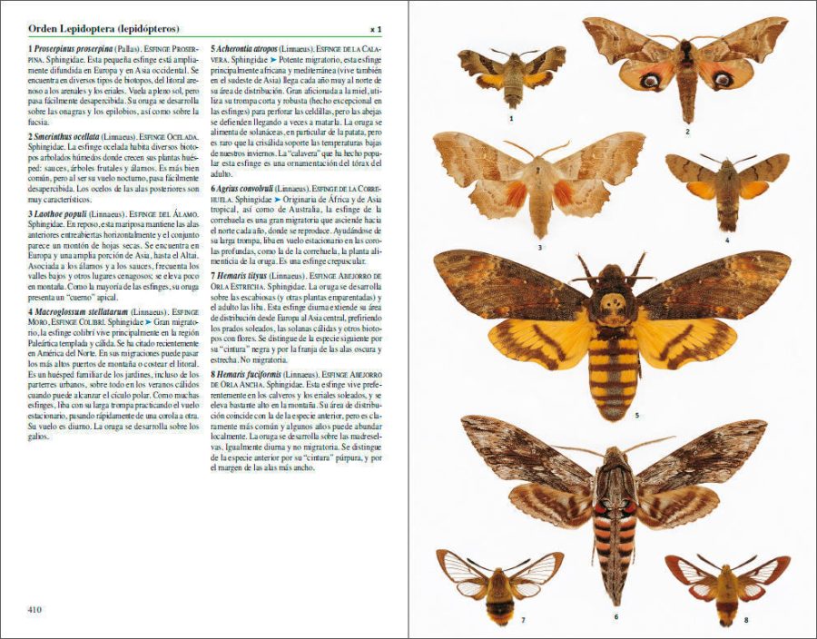 Insectos de España y Europa sample page